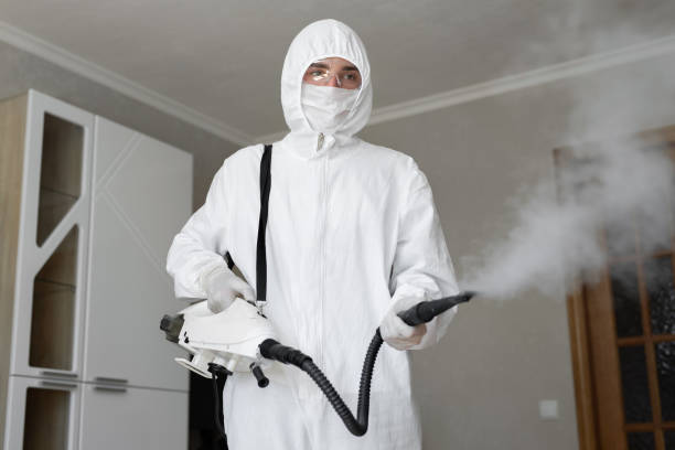 Professional Mold Removal Services in Los Altos Hills, CA